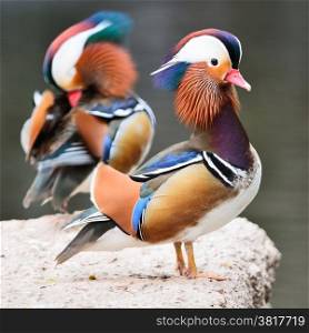 Colorful two male duck, Mandarin Duck (Aix galericulata), standing on the rock, side profile