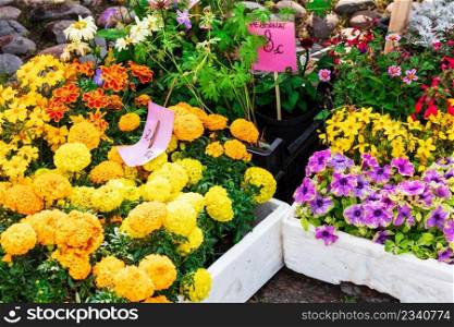 colorful variety of flowers sold in the market