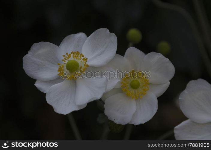 Colorful view of blossom hellebore in garden