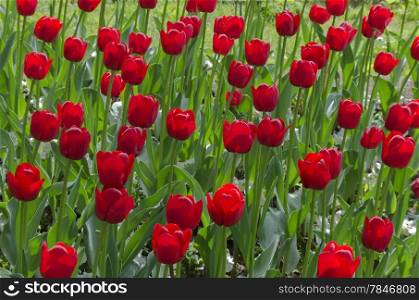 Colorful view of blossom tulip in spectacular sunlight