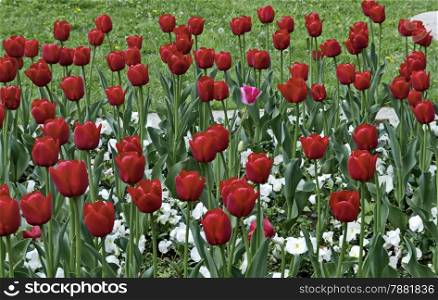 Colorful view of blossom tulip in spectacular sunlight