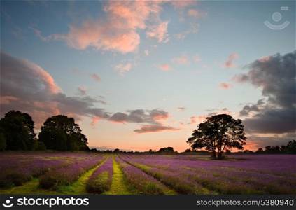 Colorful vivid Summer sunset over lavender fields with lovely cloud formations