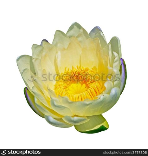 Colorful white waterlily, isolated on awhite background