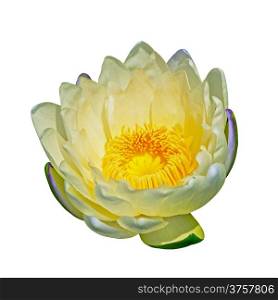 Colorful white waterlily, isolated on awhite background
