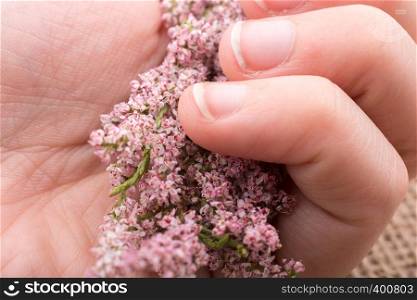 Colorful wild spring flowers in hand in nature