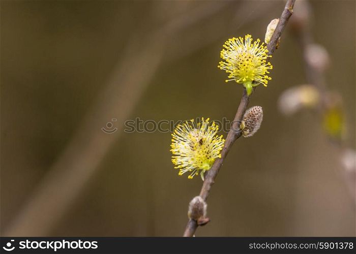 Colorful willow seed at springtime