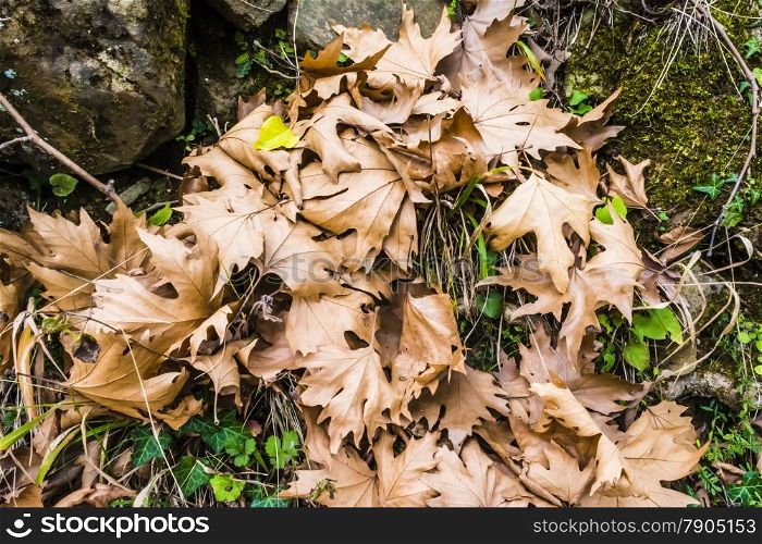 Colorful winter leaves on the ground. Colorful Winter Leaves