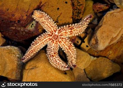 Colorful yellow and orange starfish in a coastal rock pool, South Africa