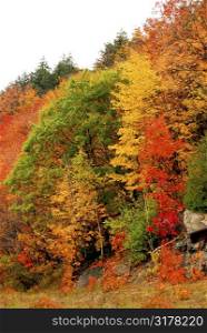 Colorful yellow and red fall forest background
