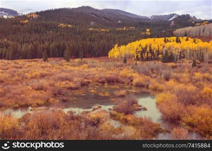 Colorful yellow autumn in Colorado, United States. Fall season.