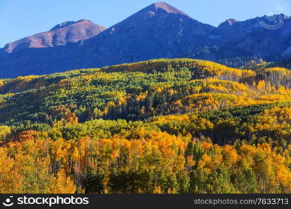 Colorful yellow autumn in Colorado, United States. Fall season.