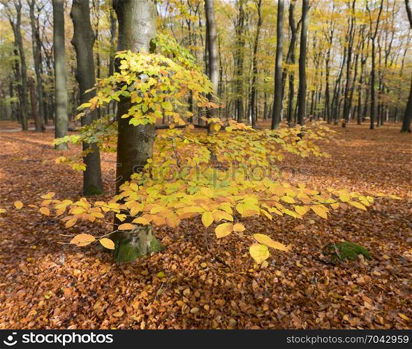 colorful yellow beech leaves in autumnal forest on utrechtse heuvelrug in the netherlands in the fall