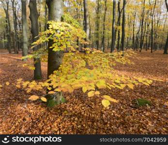colorful yellow beech leaves in autumnal forest on utrechtse heuvelrug in the netherlands in the fall