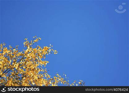 Colorful yellow leaves in autumn against blue sky