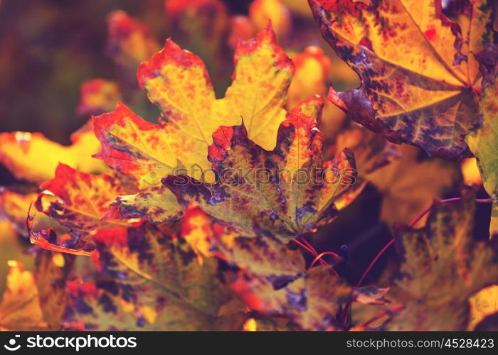 Colorful yellow leaves in Autumn season. Close-up shot. Suitable for background image.