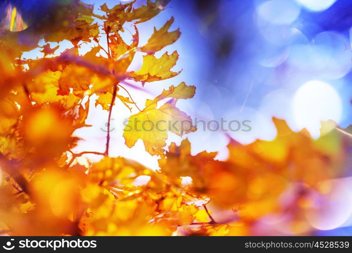 Colorful yellow leaves in Autumn season. Close-up shot. Suitable for background image.