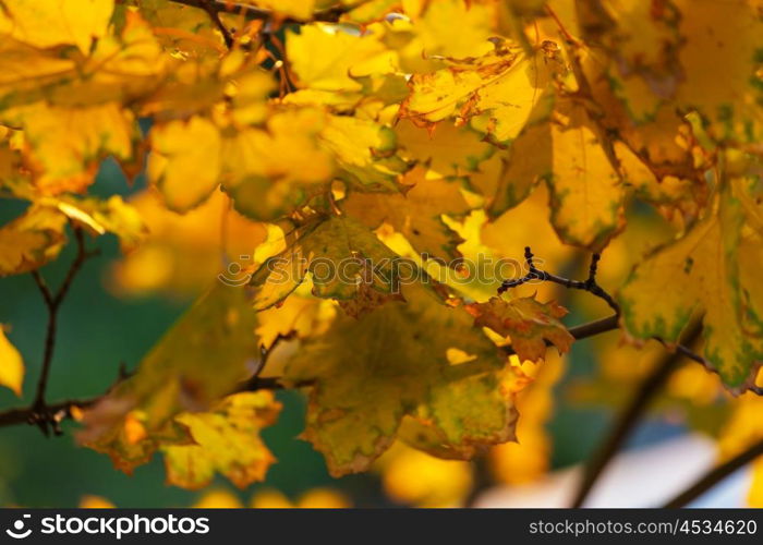 Colorful yellow leaves in Autumn season. Close-up shot. Suitable for background image.