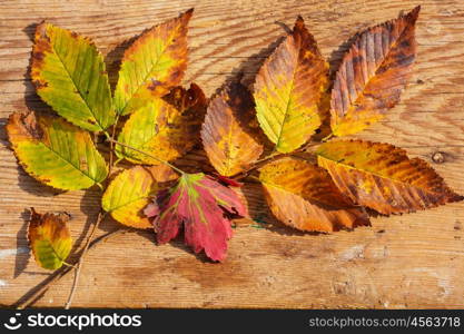 Colorful yellow leaves in Autumn season. Close-up shot. Suitable for background image.