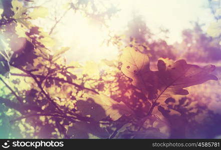 Colorful yellow leaves in Autumn season. Close-up shot. Suitable for background image.