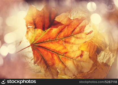 Colorful yellow leaves in Autumn season. Close-up shot. Suitable for background image.