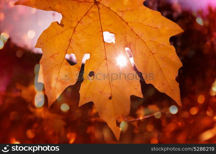 Colorful yellow leaves in Autumn season. Close-up shot. Suitable for background image.