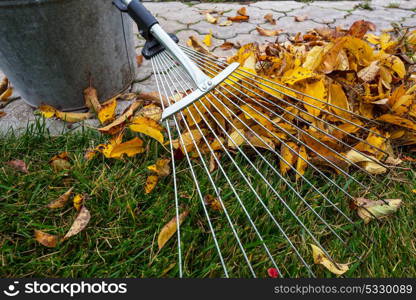 Colorful yellow leaves in Autumn season. Close-up shot. Suitable for background image.