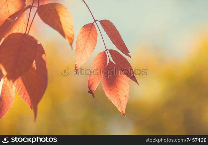 Colorful yellow leaves in Autumn season. Close-up shot. Suitable for background image.