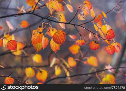 Colorful yellow leaves in Autumn season. Close-up shot. Suitable for background image.