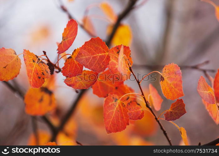 Colorful yellow leaves in Autumn season. Close-up shot. Suitable for background image.