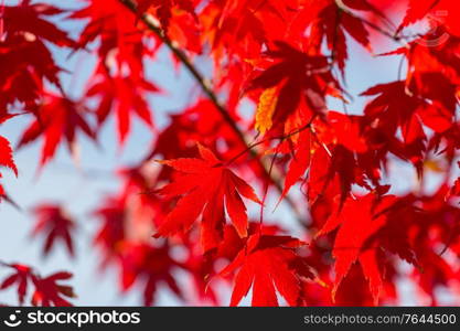 Colorful yellow leaves in Autumn season. Close-up shot. Suitable for background image.