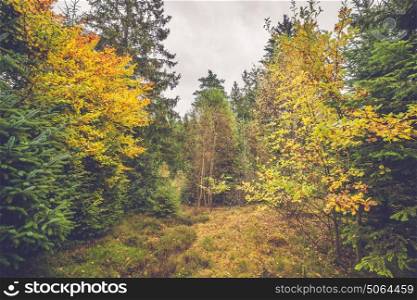 Colorful yellow leaves on trees in a forest at autumn