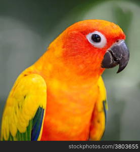 Colorful yellow parrot, Sun Conure (Aratinga solstitialis), head profile