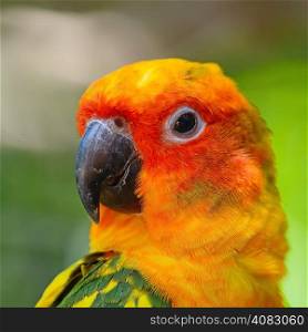 Colorful yellow parrot, Sun Conure (Aratinga solstitialis), head profile