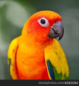 Colorful yellow parrot, Sun Conure (Aratinga solstitialis), head profile