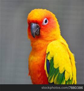 Colorful yellow parrot, Sun Conure (Aratinga solstitialis), portrait profile