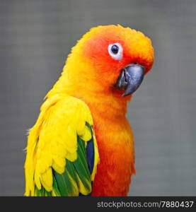 Colorful yellow parrot, Sun Conure (Aratinga solstitialis), portrait profile