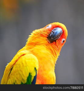 Colorful yellow parrot, Sun Conure (Aratinga solstitialis), portrait profile