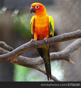 Colorful yellow parrot, Sun Conure (Aratinga solstitialis), standing on the branch, breast profile
