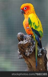 Colorful yellow parrot, Sun Conure (Aratinga solstitialis), standing on the log