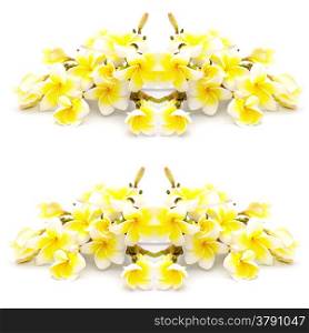 Colorful yellow plumeria flower, isolated on a white background