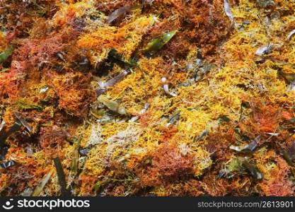 colorful yellow red seaweed algae on sea ocean shore coastline