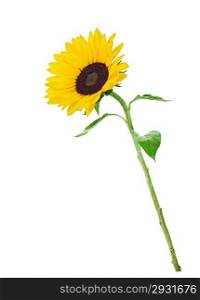 colorful yellow sunflower isolated on white background