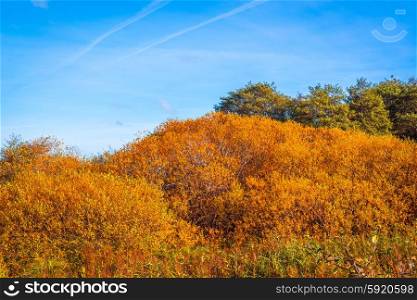 Colorful yellow trees in sunshine in the fall