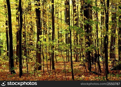 Colorful young fall forest glowing in sunlight