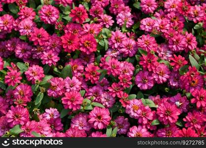 colorful zinnia flowers blooming in the garden flowers, Zinnia  pink and white flowers, Zinnia angustifolia