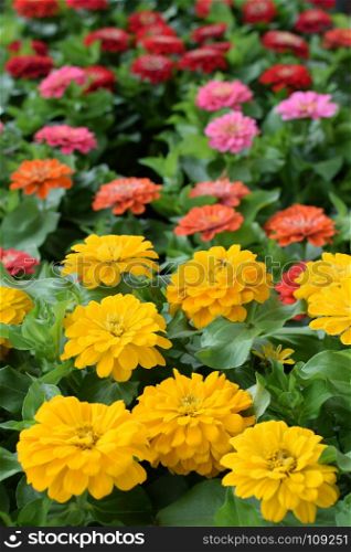 Colorful zinnia flowers in bloom. Springtime background.