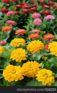 Colorful zinnia flowers in bloom. Springtime background.