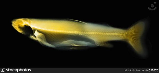 colorized x-ray of a trout fish