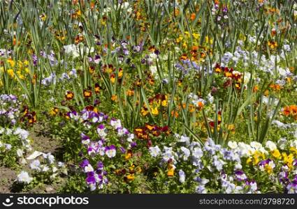 colors background with flowers and grass