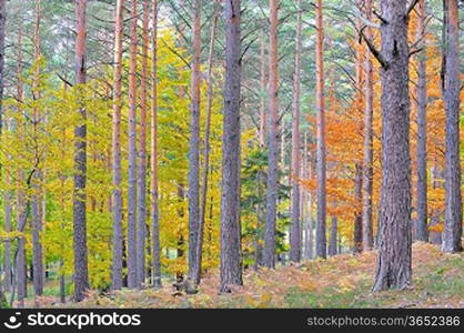 colors of autumn birch forest